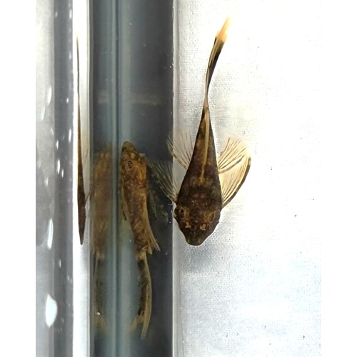 Calico Long Fin BN Plecos-Group of 6