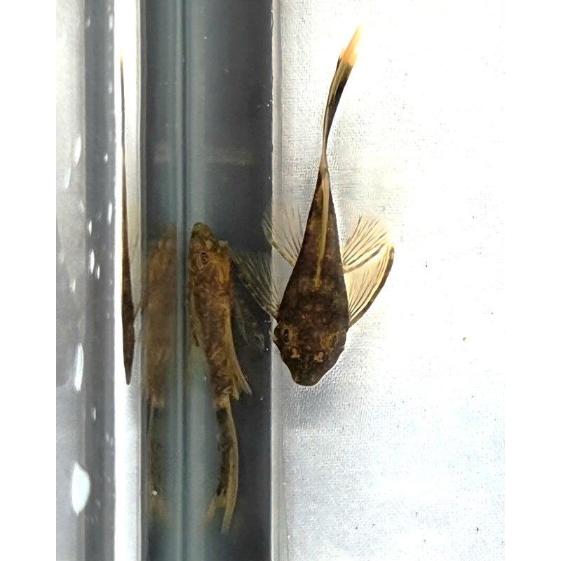 Calico Long Fin BN Plecos-Group of 6