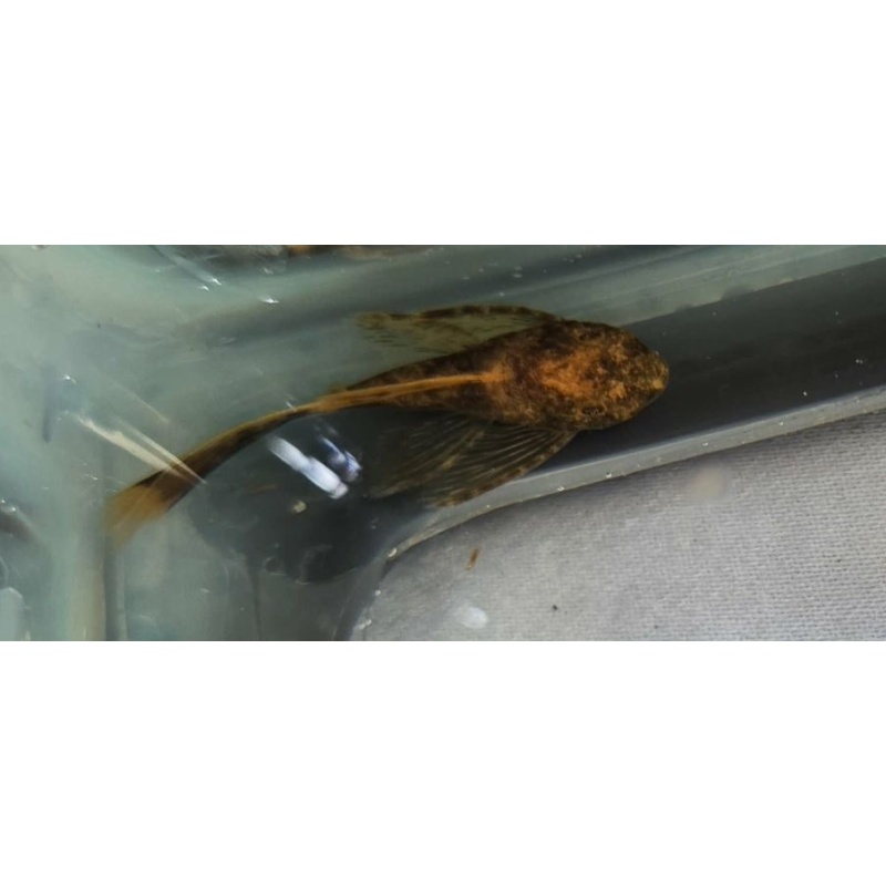 Calico Long Fin BN Plecos-Group of 6