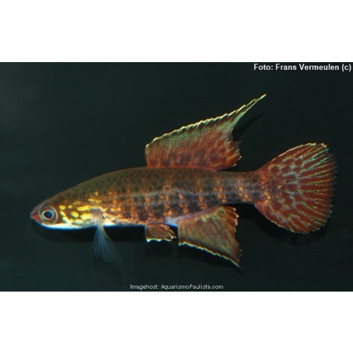 Campellolebias dorsimaculatus "Icapara BMC 2026"