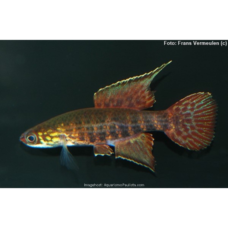 Campellolebias dorsimaculatus "Icapara BMC 2026"