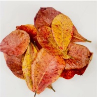30Pcs almond leaves Grade A+ catappa indian ketapang leaf for Shrimp betta fish aquarium