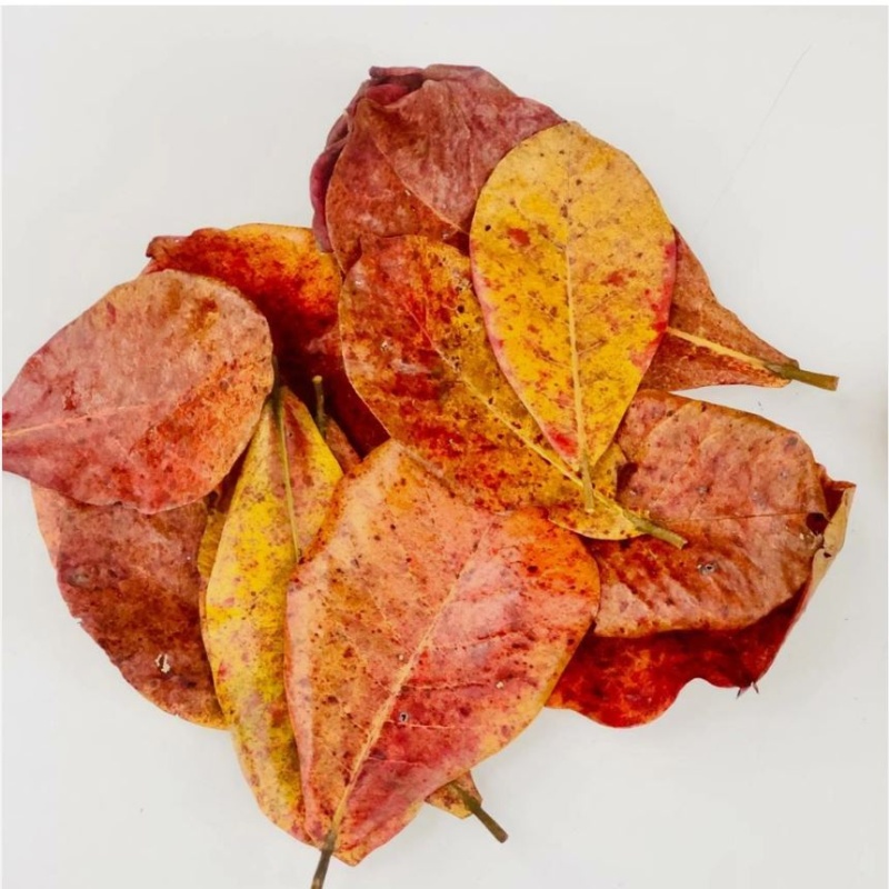 30Pcs almond leaves Grade A+ catappa indian ketapang leaf for Shrimp betta fish aquarium