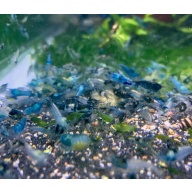 20 + extras Carbon Rili Shrimp