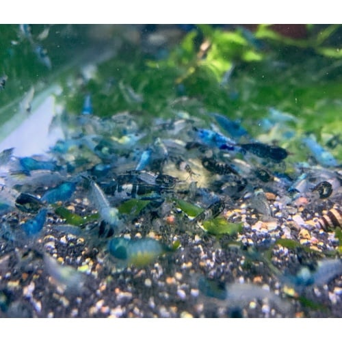 20 + extras Carbon Rili Shrimp