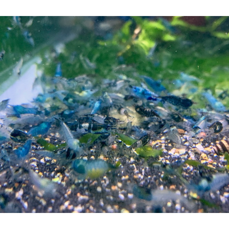 20 + extras Carbon Rili Shrimp