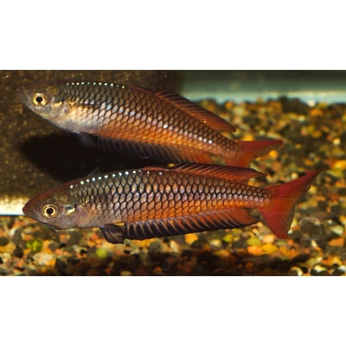 8 young adult Rhadinocentrus ornatus from Carland Creek