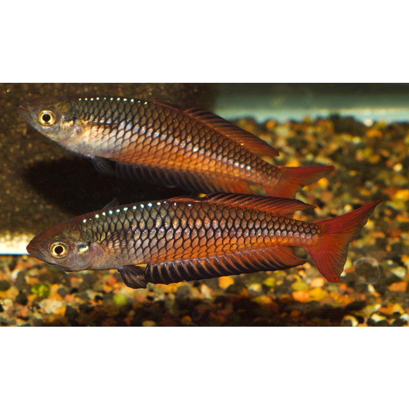 8 young adult Rhadinocentrus ornatus from Carland Creek