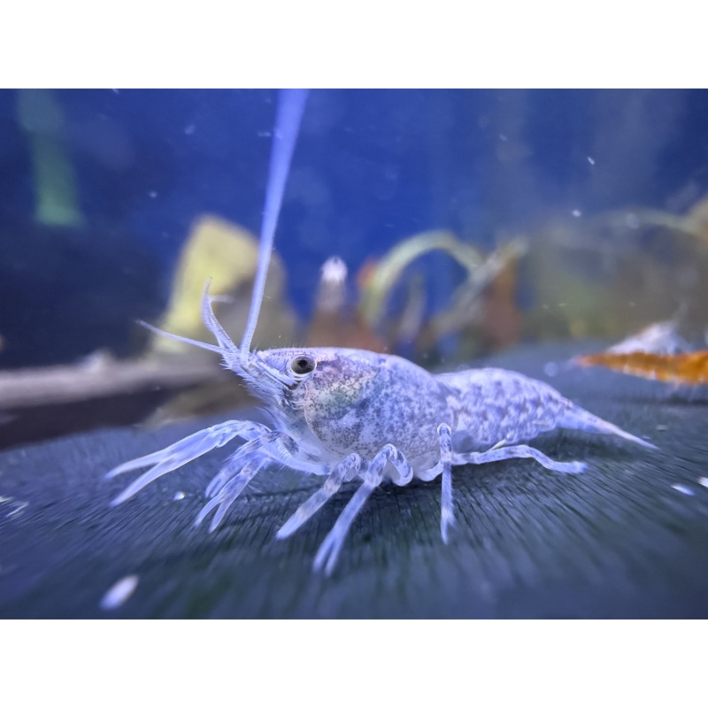 5+1 Blue Brazos Dwarf Crayfish American Bred Cambarellus texanus