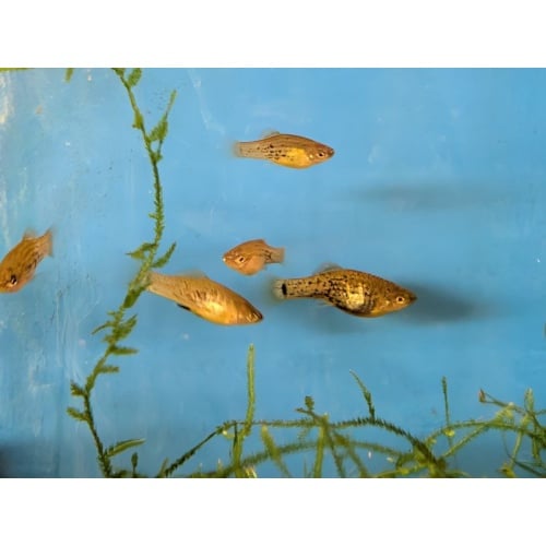 6 Xiphophorus milleri (Catemaco Livebearer)