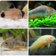 8 Assorted Cories
