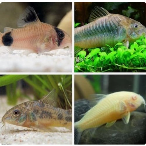 8 Assorted Cories