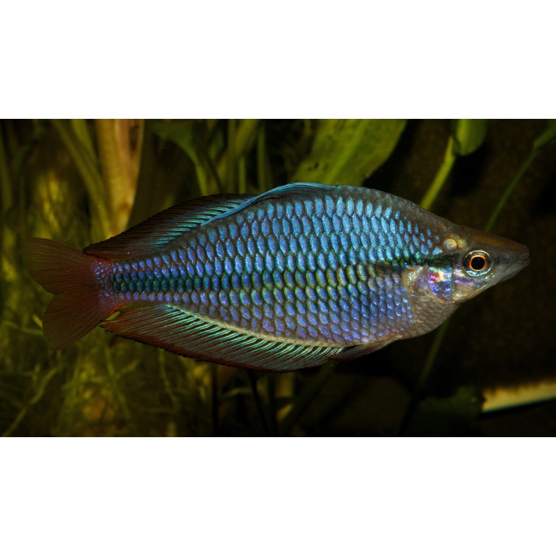 8 juvenile Melanotaenia trifasciata from Cato River