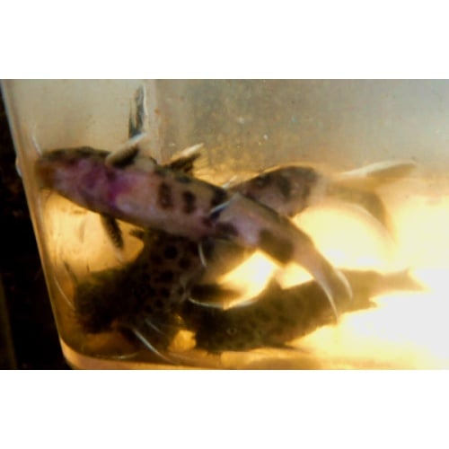 Group of 3 Synodontis Lucipinnis 1&1/2 to 2 Inch