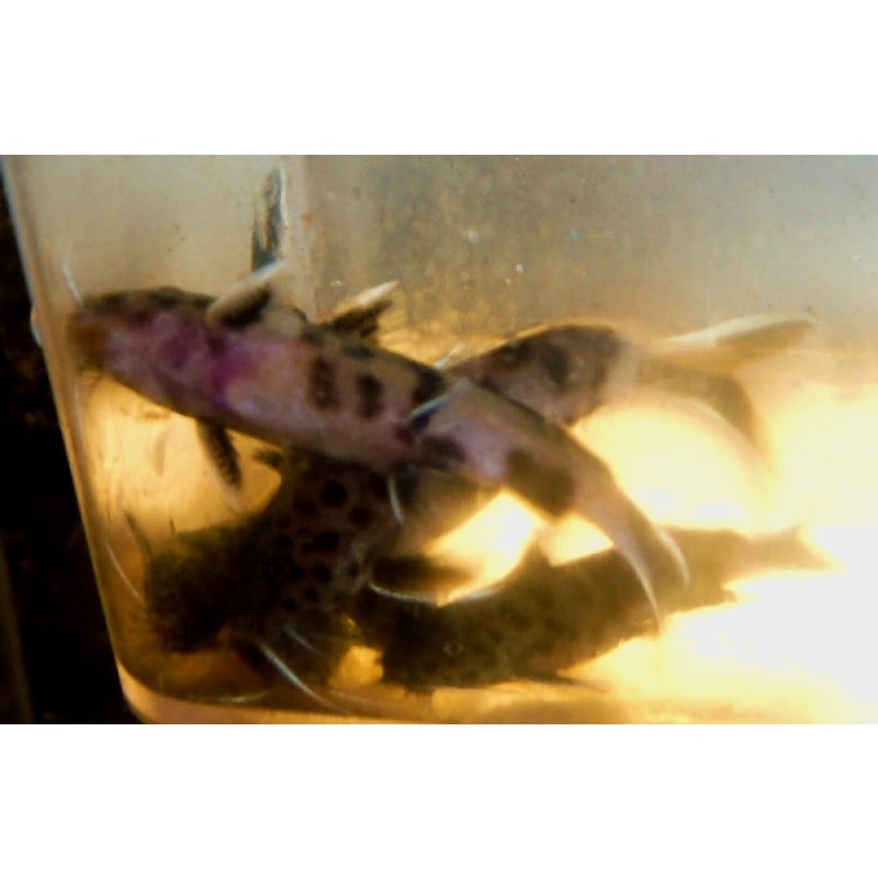 Group of 3 Synodontis Lucipinnis 1&1/2 to 2 Inch