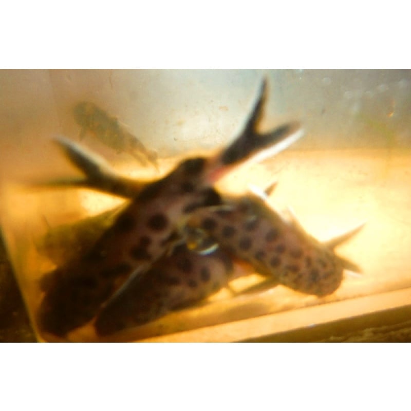Group of 3 Synodontis Lucipinnis 1&1/2 to 2 Inch