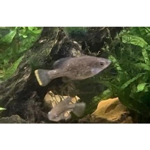 Chapalichthys pardalis Six Juveniles
