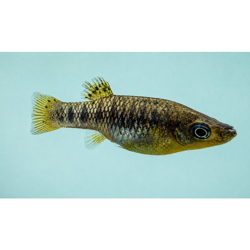 8 Humpback Limia - Limia nigrofasciata