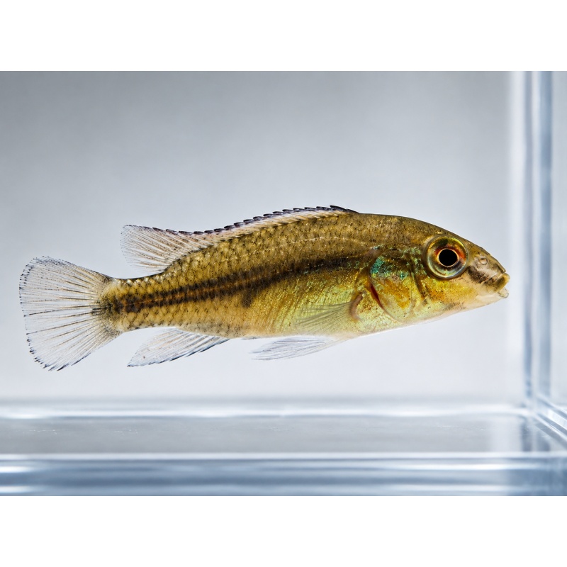 6 Juvenile Kribensis Cichlids – Pelvicachromis pulcher