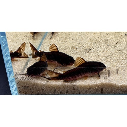 Black Venezuelan Corydoras Catfish