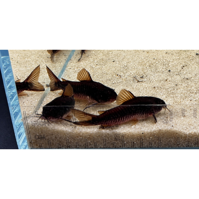 Black Venezuelan Corydoras Catfish