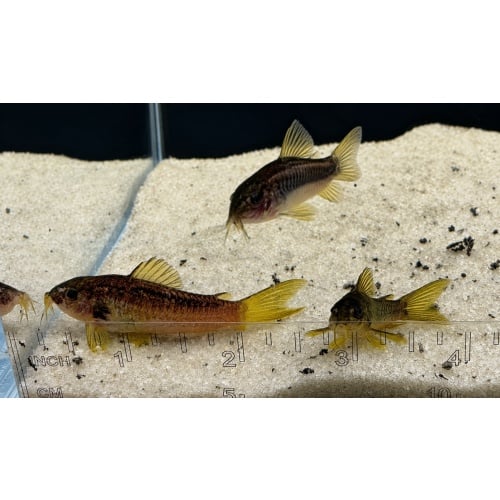 Gold Laser Corydoras Catfish