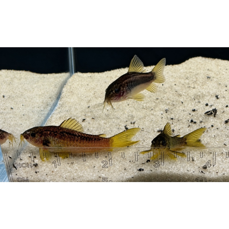Gold Laser Corydoras Catfish