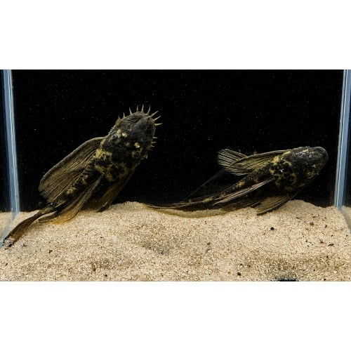 Green Dragon Longfin Bristlenose Pleco