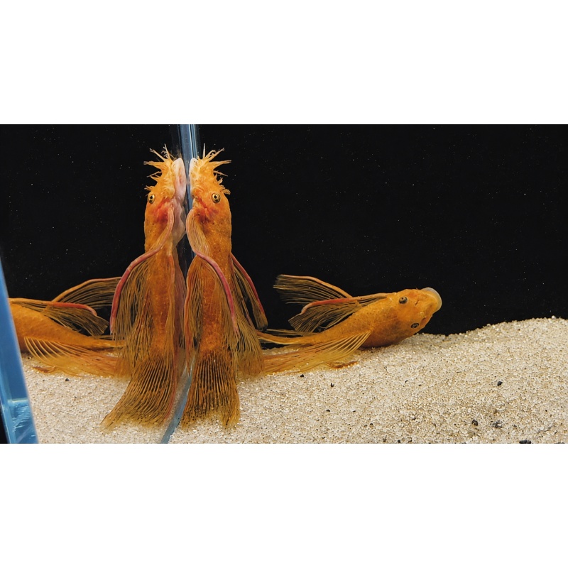 Super Red Shortfin Bristlenose Pleco