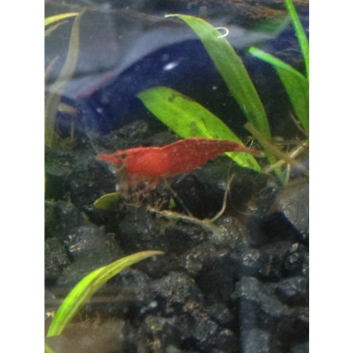 30+ Cherry Shrimp for sale