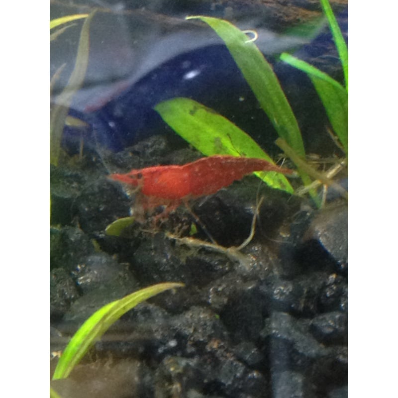 30+ Cherry Shrimp for sale