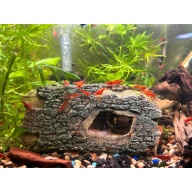 Cherry Shrimp from Colorado!