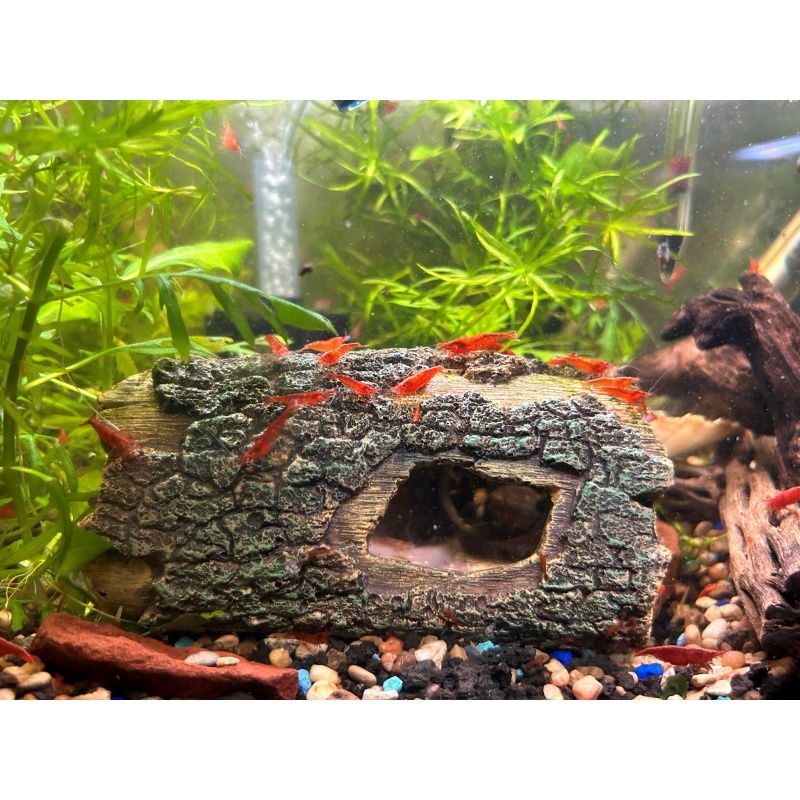 Cherry Shrimp from Colorado!