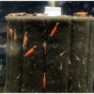 30 Red Cherry Shrimp