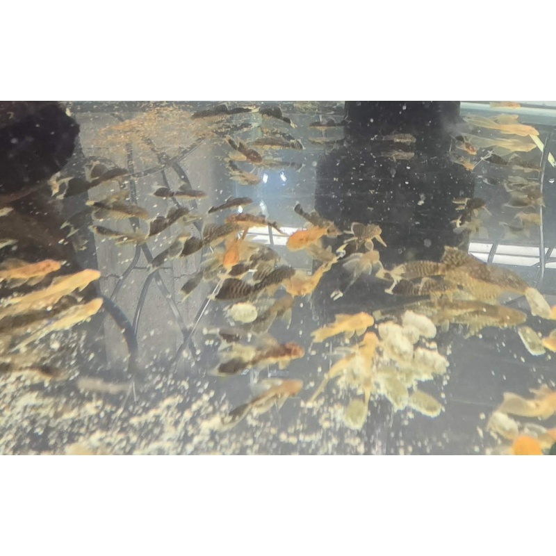 BN Plecos-Working Man's Special-Mix of Chocolate, Calico & Albino-Group of 10