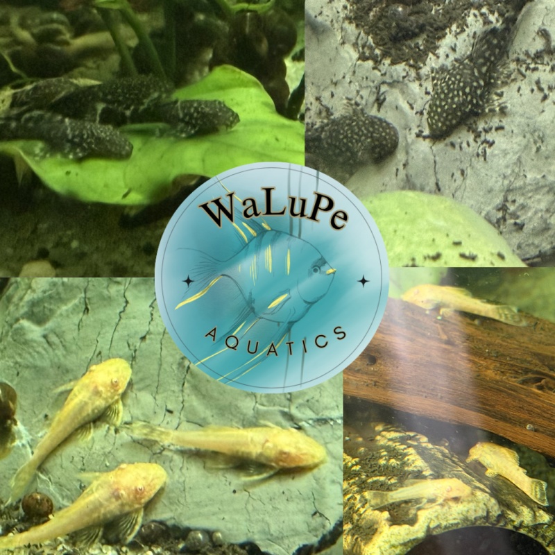 *Black&White Special* 10 Common and 10 Albino Bristlenose Pleco juvenile 1-2" Tank bred in Florida