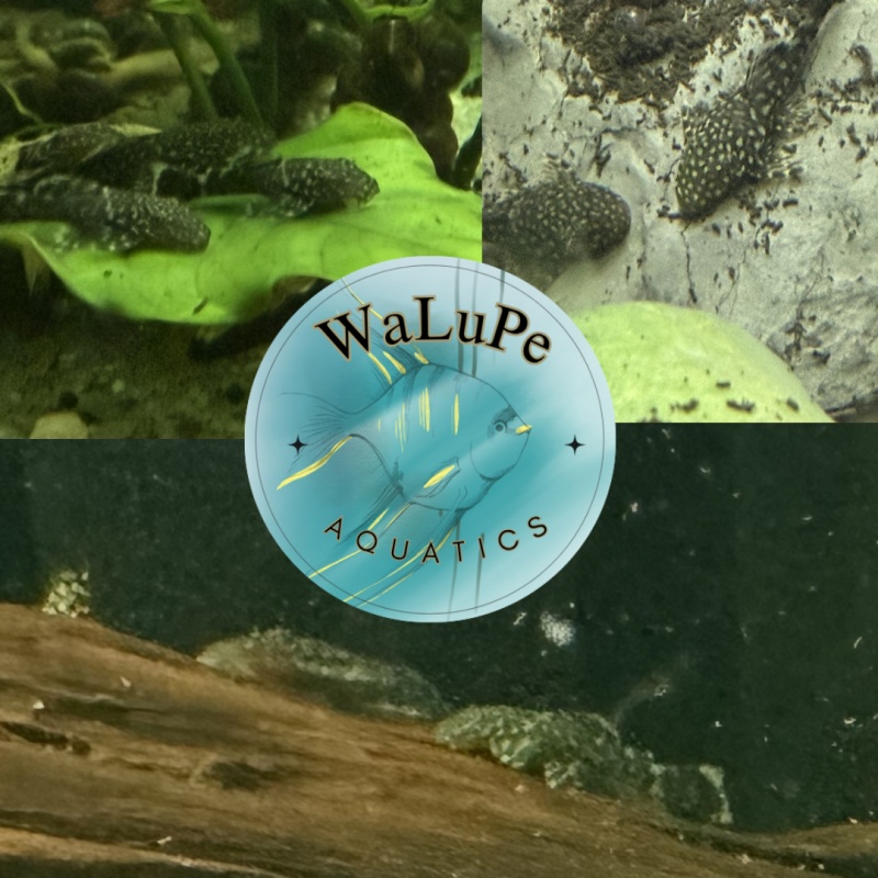 10 Common Bristlenose Pleco juvenile 1-2" Tank bred in Florida