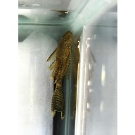 Chocolate Long Fin BN Plecos-Group of 6