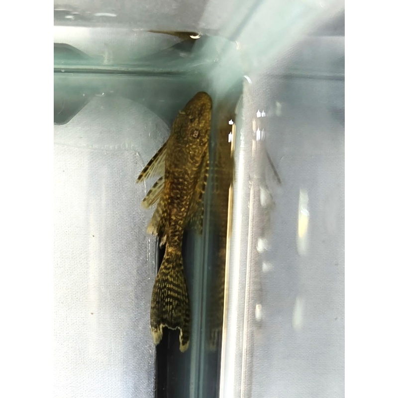 Chocolate Long Fin BN Plecos-Group of 6