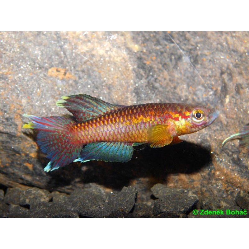 Chromaphyosemion poliaki Bolifamba +25 eggs