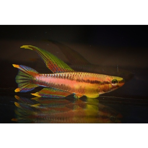 Chromaphyosemion splendopleure Penda Mboko +25 eggs