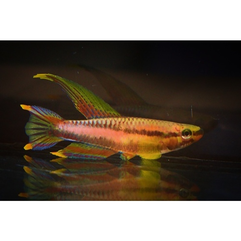 Chromaphyosemion splendopleure Penda Mboko +25 eggs