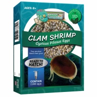 Clam Shrimp Cyzicus Pilosus Eggs