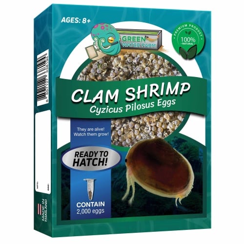 Clam Shrimp Cyzicus Pilosus Eggs