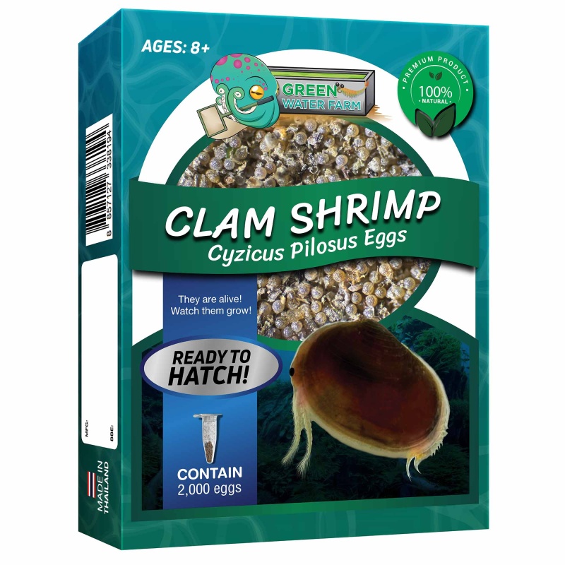 Clam Shrimp Cyzicus Pilosus Eggs