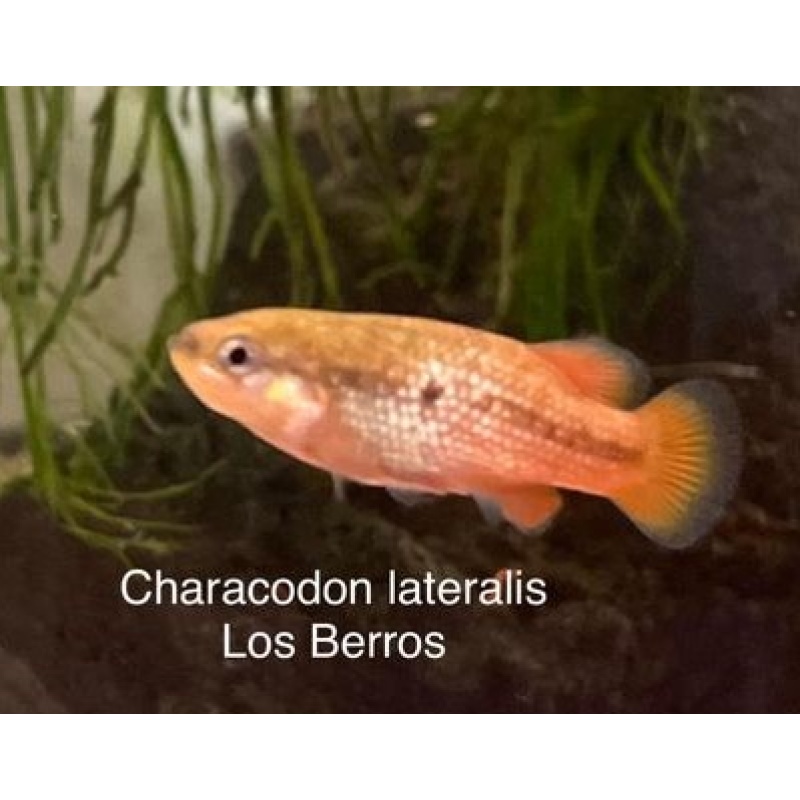 Characodon lateralis, Los Berros    Breeding Pair Goodeids