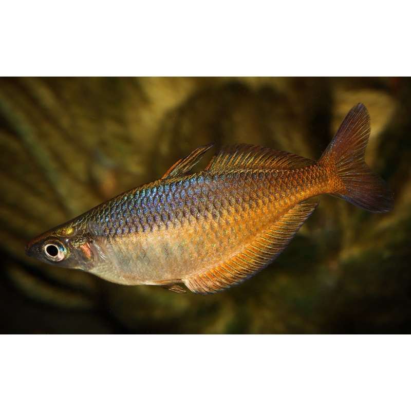 8 juvenile Chilatherina fasciata from Clearwater Creek, smallest Chilatherina species