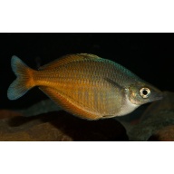 8 juvenile Chilatherina fasciata from Clearwater Creek, smallest Chilatherina species