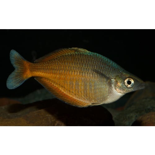 8 juvenile Chilatherina fasciata from Clearwater Creek, smallest Chilatherina species