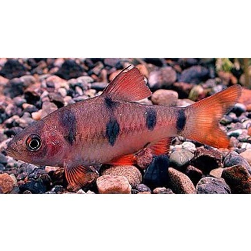 group of 4 clown barbs 2 inches